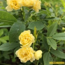 'Rosa Banksiae 'Lutea' | Rambling Rose -Bloom And Harvest Bank 4