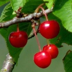'Burlat' Cherry Tree -Bloom And Harvest Burlat 2