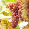 'Crimson Seedless' Outdoor Grape Vine -Bloom And Harvest CLI0016 2