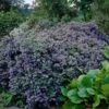Ceanothus 'Puget Blue -Bloom And Harvest CLI0098 1