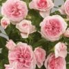 'Parade Cajsa' Patio Shrub Rose 2 'Parade Cajsa' Patio Shrub Rose -Bloom And Harvest Cajsa Parade Poulpar094 N