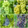 Grape Vines For Cold Areas Collection -Bloom And Harvest ColdAreasGrapes aa917d45 4a98 44b9 a6d8 b6b9da5884a3