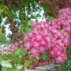 Crimson Cloud' Hawthorn Tree | Crataegus Laevigata -Bloom And Harvest CrimsonCloud 1