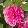 'Patio Hit Dafne' Patio Shrub Rose -Bloom And Harvest Dafne Hit PatioHit Poulpah103 N