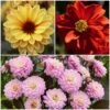 Dahlia Temptation Collection -Bloom And Harvest Dahlia collage