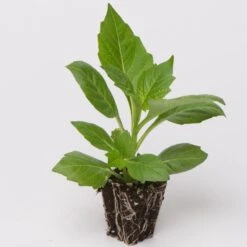 40 Mixed Dahlia 'Figaro' Plug Plants -Bloom And Harvest Dahlia example ad6740a0 60b6 4da9 a7ef 85b7a19f6557