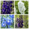 Delphinium Camelot Collection -Bloom And Harvest Delphinium Collage