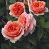 'Duchess Of Cornwall' Hybrid Tea Rose -Bloom And Harvest Duchess of Cornwall 1