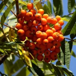 Scarlet Japanese Rowan Tree | Sorbus Commixta 'Embley' -Bloom And Harvest Embley 1