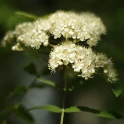 Scarlet Japanese Rowan Tree | Sorbus Commixta 'Embley' -Bloom And Harvest Embley 3