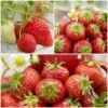 All Season Strawberry Plants Collection 2 All Season Strawberry Plants Collection -Bloom And Harvest FRCOL1 1