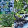 All Season Blueberry Plants Collection -Bloom And Harvest FRCOL3 1