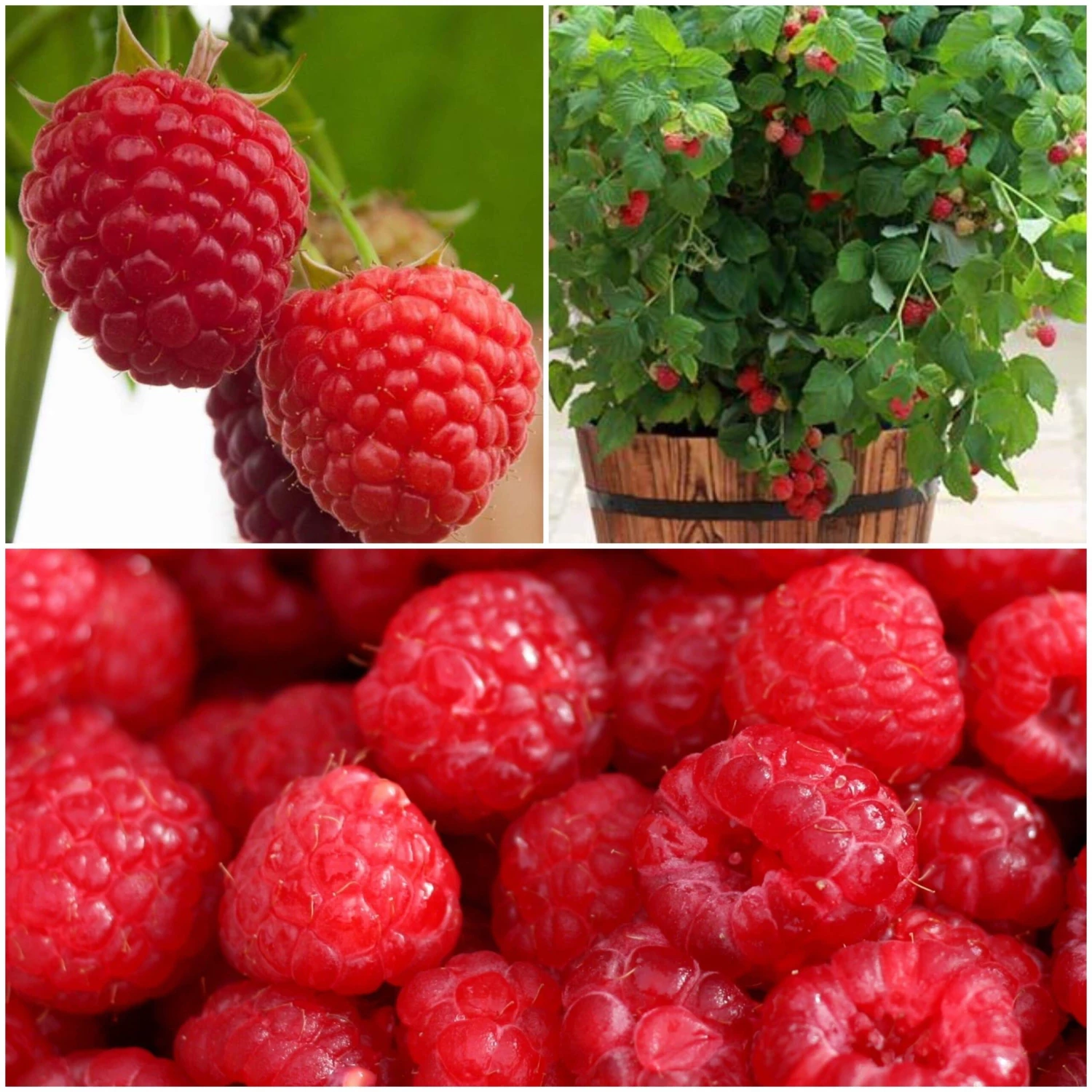 All Season Raspberry Plants Collection 2 All Season Raspberry Plants Collection