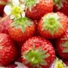 Honeoye Strawberry Plants -Bloom And Harvest FRU0008 1