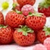 Framberry Strawberry Plants -Bloom And Harvest FRU0010 1