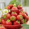 Florence Strawberry Plants -Bloom And Harvest FRU0012 1