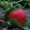 Elsanta Strawberry Plants -Bloom And Harvest FRU0016 1