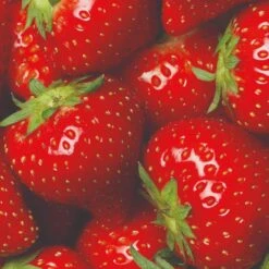 All Season Strawberry Plants Collection -Bloom And Harvest FRU0016 3 822048f3 9816 49ae 9867 d1f856148d23