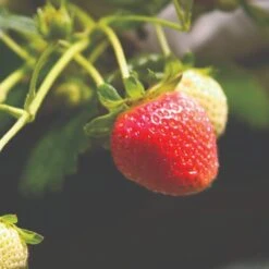 Cambridge Favourite Strawberry Plants -Bloom And Harvest FRU0018 1