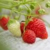 Cambridge Favourite Strawberry Plants -Bloom And Harvest FRU0018 3