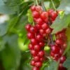 'Red Lake' Redcurrant Bush 1 'Red Lake' Redcurrant Bush -Bloom And Harvest FRU0025 1 4c2cf5a3 c0bd 40ae 80d2 2cf2913e0c4d