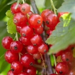 Rovada Redcurrant Bush -Bloom And Harvest FRU0025 2 fcf0b414 1360 4765 aad8 3823701dffd3