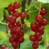 Rovada Redcurrant Bush -Bloom And Harvest FRU0025 4