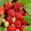 Tulameen Raspberry Plants -Bloom And Harvest FRU0027 2