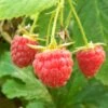 Polka Raspberry Plants 2 Polka Raspberry Plants -Bloom And Harvest FRU0029 2