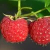 Malling Leo Raspberry Plants 1 Malling Leo Raspberry Plants -Bloom And Harvest FRU0030 1