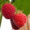 Malling Admiral Raspberry Plants 2 Malling Admiral Raspberry Plants -Bloom And Harvest FRU0032 1