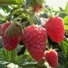 Joan J Raspberry Plants -Bloom And Harvest FRU0034 2