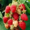 Glen Prosen Raspberry Plants -Bloom And Harvest FRU0036 2
