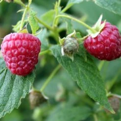 Award Winning Raspberry Canes | Growers' Choice -Bloom And Harvest FRU0039 1 493da097 e491 462e 81ee 19f087484cc0