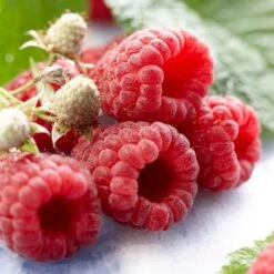 Autumn Bliss Raspberry Plants -Bloom And Harvest FRU0041 1