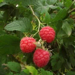 Autumn Bliss Raspberry Plants -Bloom And Harvest FRU0041 3