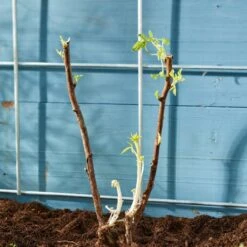 Autumn Bliss Raspberry Plants -Bloom And Harvest FRU0041 4