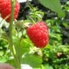 Autumn Bliss Raspberry Plants -Bloom And Harvest FRU0041 5