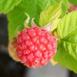 Award Winning Raspberry Canes | Growers' Choice -Bloom And Harvest FRU0042 4 fd6c3fad c93c 4ecb 93dd e68bf38f400a