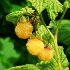 All Gold Raspberry Plants 8 All Gold Raspberry Plants -Bloom And Harvest FRU0044 2 540x 8d3cb59b 8326 4192 996d 35f1b0521248