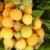 All Gold Raspberry Plants 1 All Gold Raspberry Plants -Bloom And Harvest FRU0044 3