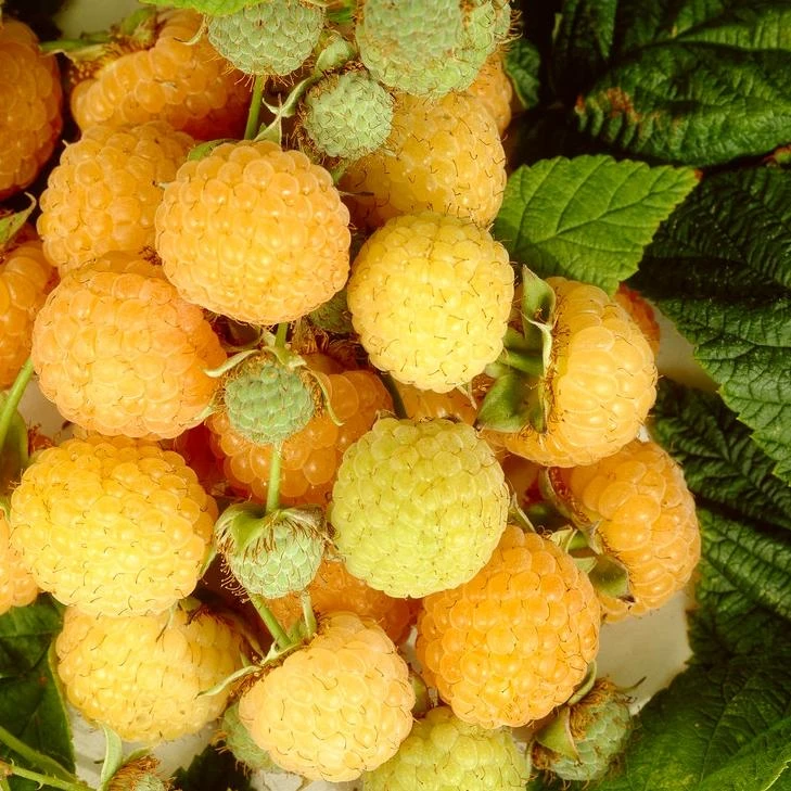 All Gold Raspberry Plants 3 All Gold Raspberry Plants