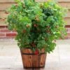 Ruby Beauty Raspberry Plant -Bloom And Harvest FRU0045 1