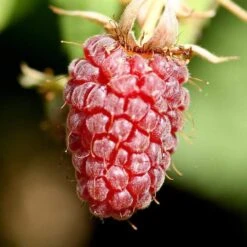 Thornless Loganberry Plant -Bloom And Harvest FRU0051 1