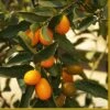 Kumquat Tree | Grafted Mini-Stem -Bloom And Harvest FRU0055 1