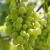 'Superior Seedless' Outdoor Grape Vine -Bloom And Harvest FRU0064 1