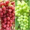 Seedless Outdoor Grape Collection 2 Seedless Outdoor Grape Collection -Bloom And Harvest FRU0065 1