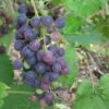 'Muscat Blue' Grape Vine -Bloom And Harvest FRU0068 1