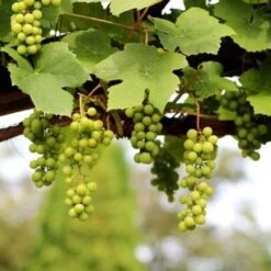 'Lakemont' Seedless Outdoor Grape Vine 7 'Lakemont' Seedless Outdoor Grape Vine -Bloom And Harvest FRU0069 2