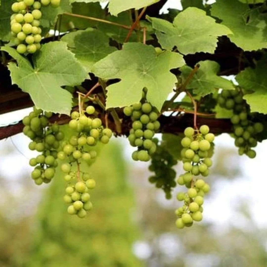 'Lakemont' Seedless Outdoor Grape Vine 5 'Lakemont' Seedless Outdoor Grape Vine - Image 3